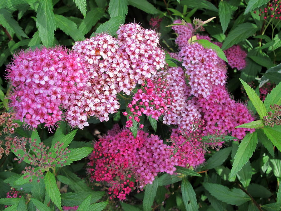 Japanese Spirea Photograph by Cindy Kellogg - Fine Art America