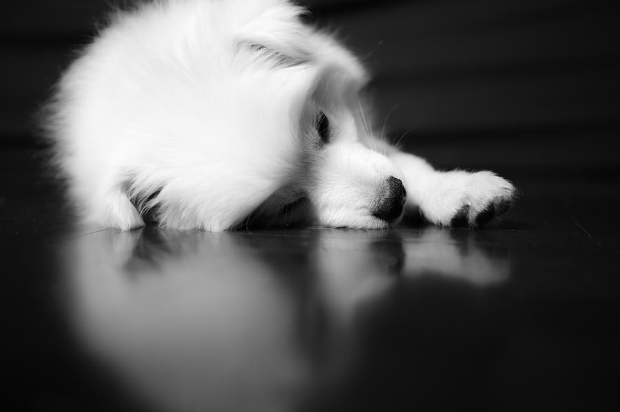 Japanese Spitz Photograph By Paksongpob Kasempisaisin