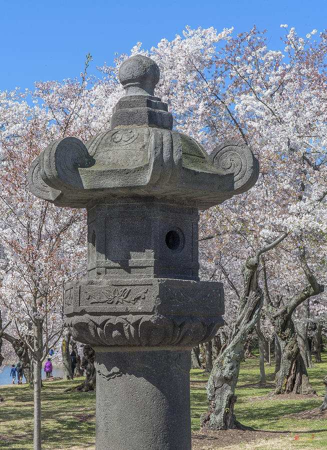 Japanese Stone Lantern and Cherry Trees DS0085 Photograph by Gerry Gantt
