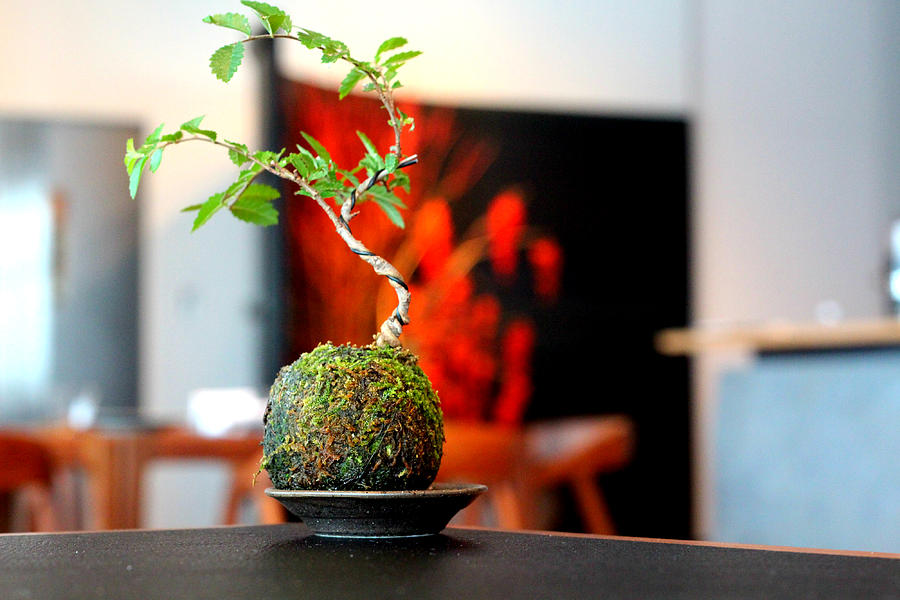 Coffee Photograph - Japanese style table plants by Hon-yax Multiply LLC