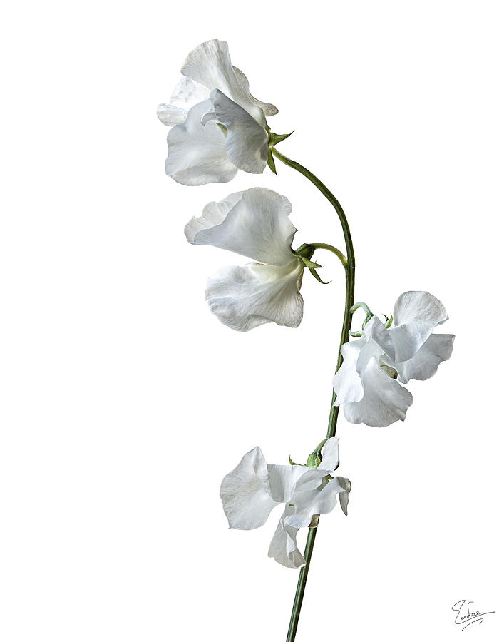 Japanese Sweet Pea Photograph by Endre Balogh