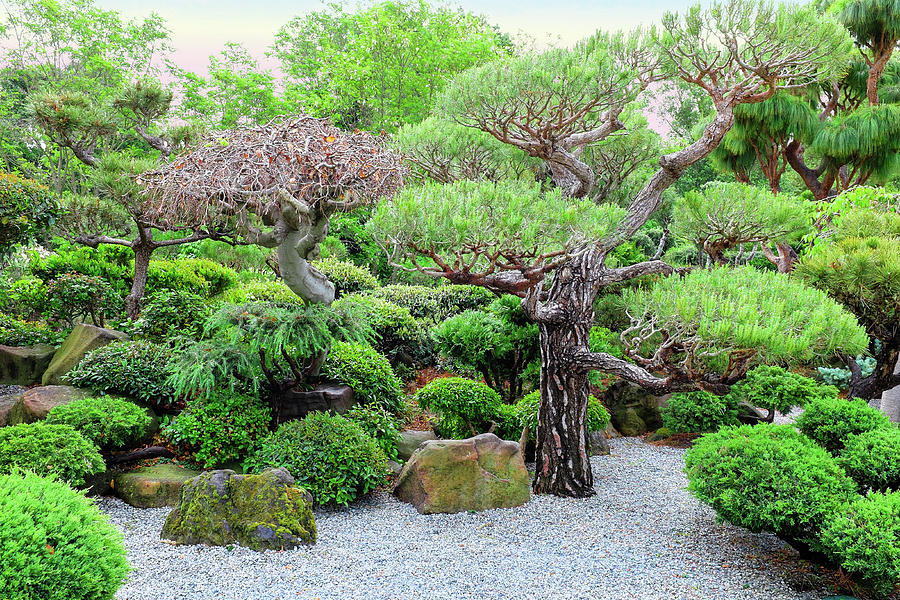Japanese Tea Garden Landscape View Hayward California Photograph