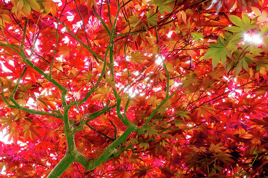 Vibrant Autumn Maple Tree At The Japanese Tea Garden Hayward