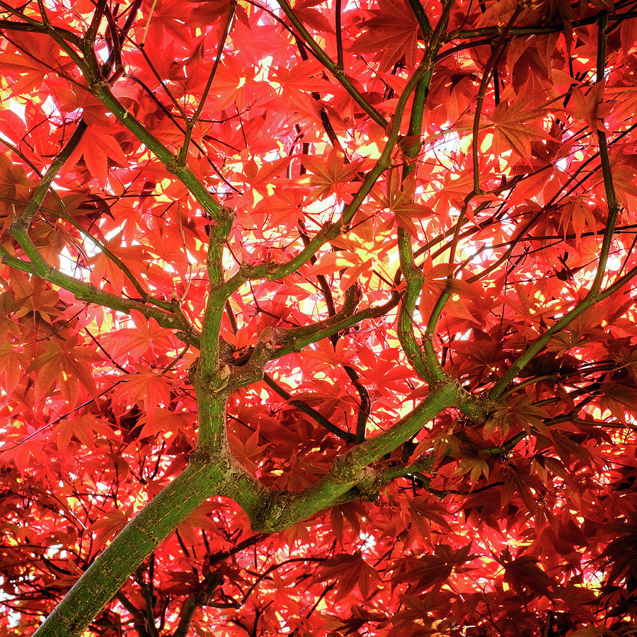 Vibrant Autumn Maple Tree Japanese Tea Garden Hayward California 3 Photograph by Kathy Anselmo
