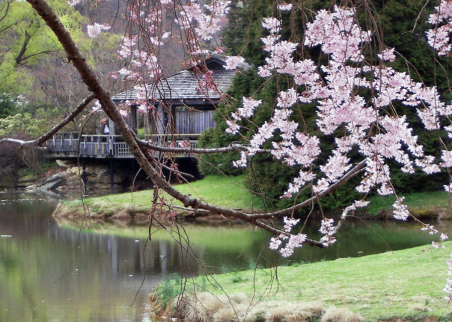 Japanese Teahouse and Cherry Tree Photograph by Iris Posner - Fine Art ...