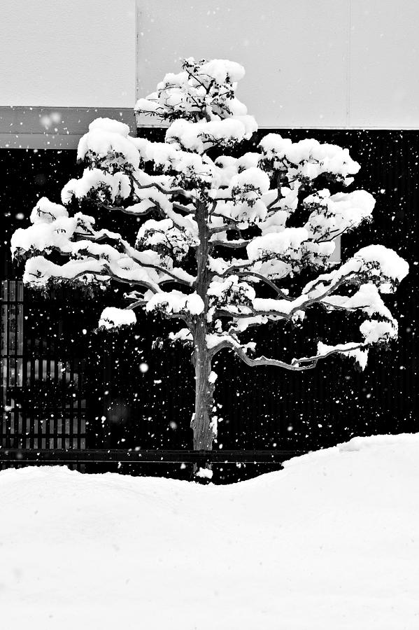 Japanese Tree in the Snow Photograph by Dean Harte