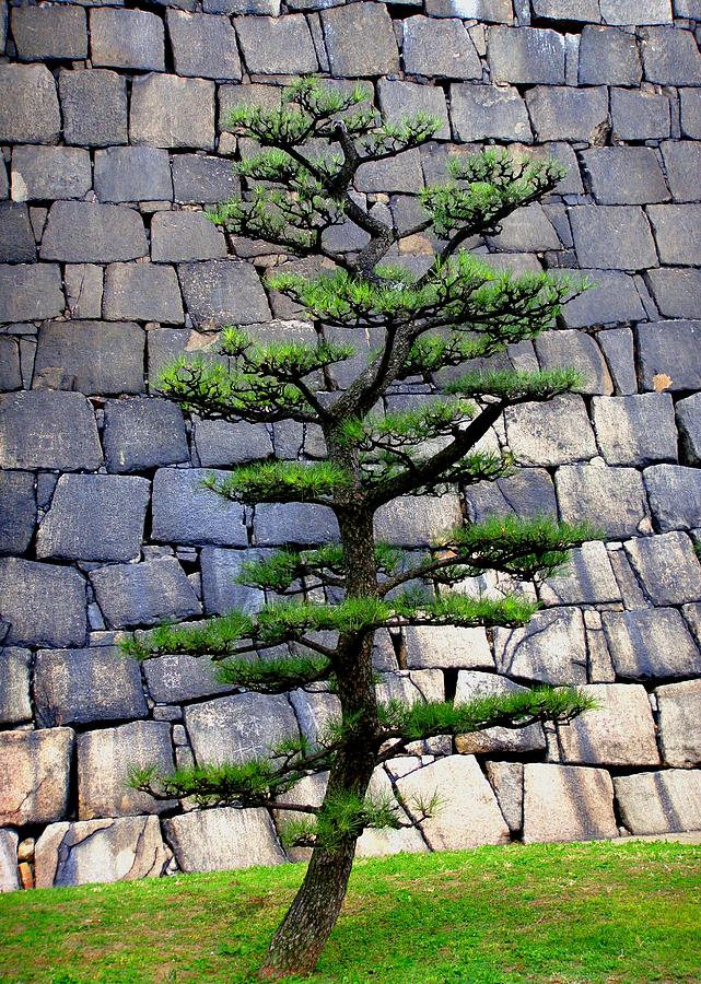 Tree Photograph - Japanese Tree by Roberto Alamino