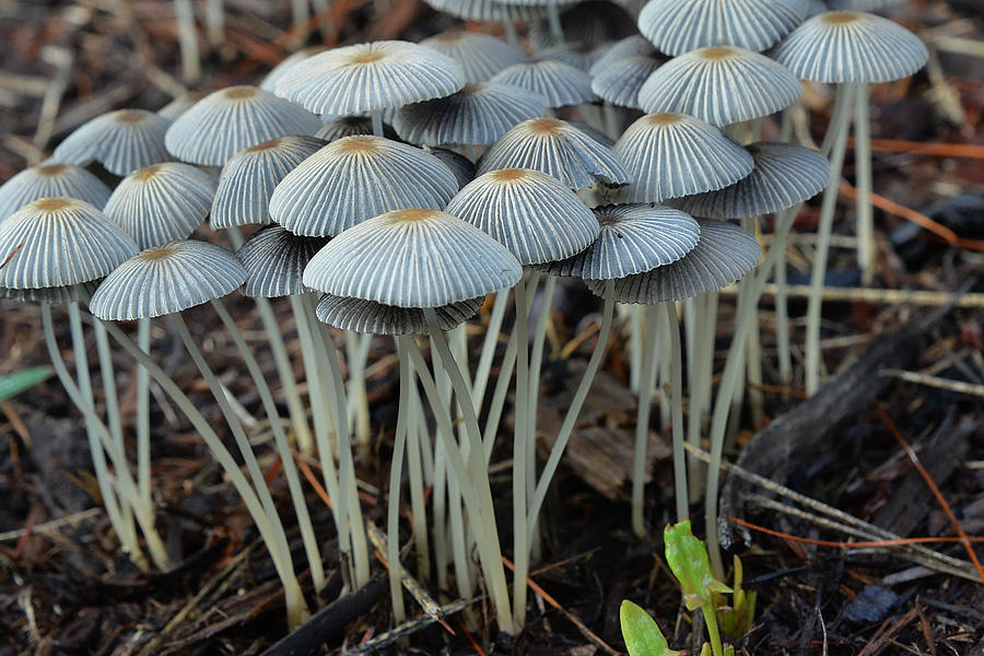 Japanese Unbrella Inky Mushroom Photograph by Alan Lenk