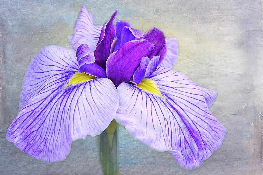 Japanese Water Iris 2 Mixed Media by Isabela and Skender Cocoli | Fine ...