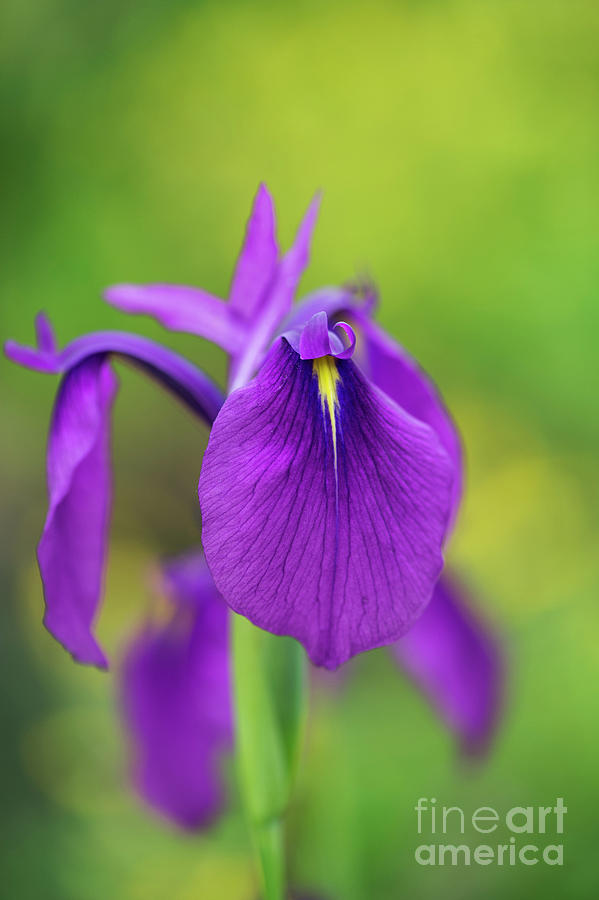 Japanese Water Iris Flower Photograph by Tim Gainey