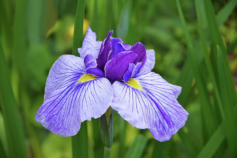 Japanese Water Iris Photograph By Isabela And Skender Cocoli Fine Art   Japanese Water Iris Isabela And Skender Cocoli 