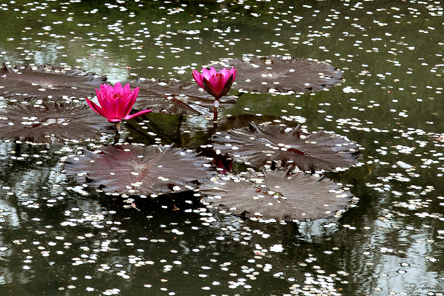 Japanese Water Lilies Photograph by Joe Bonita
