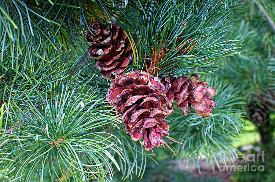 Japanese White Pine Pinecones Photograph by Sharon Talson