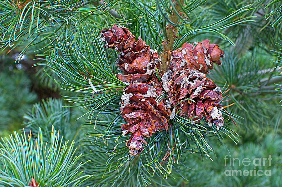 Japanese White Pine Pinecones by Sharon Talson