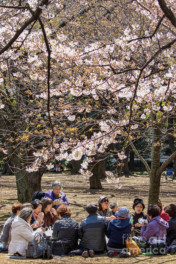 Japanese women drinking tea under cherry blossom Photograph by Patricia Hofmeester