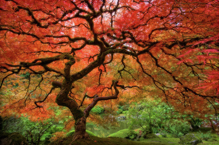 Horizontal Photograph - Japenese Garden, Portland by Jesse Estes