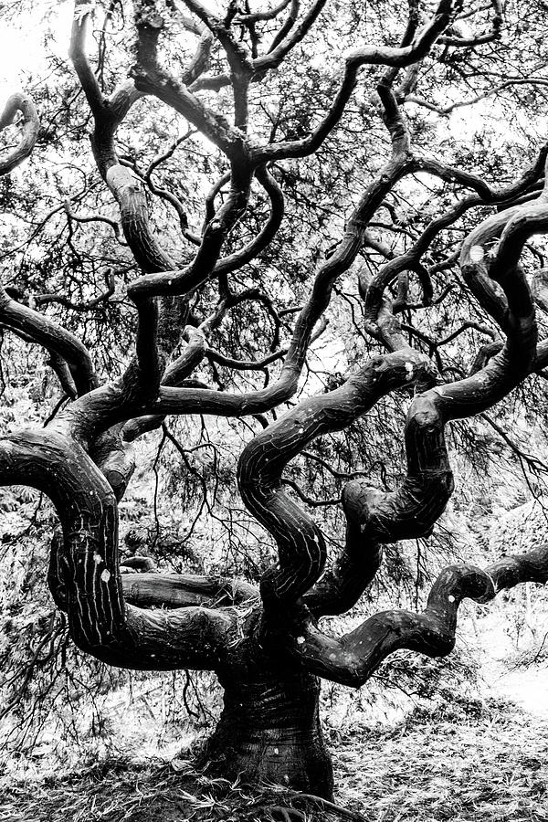 Japenese Maple BW Photograph by Pamela S Eaton-Ford