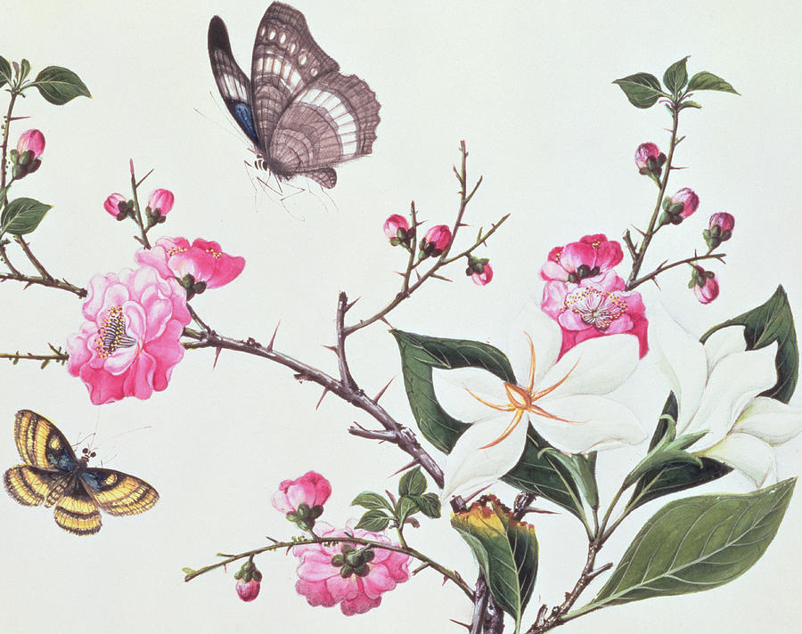 Magnolia Movie Painting - Japonica Magnolia and Butterflies by Chinese School