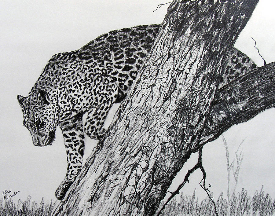 Jaquar In Tree Drawing by Stan Hamilton