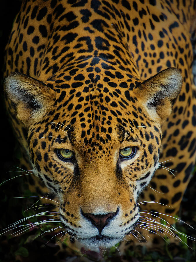 Jaquar Photograph by Jay Sheinfield Pixels Jaquar Photograph by Jay Sheinfield Pixels