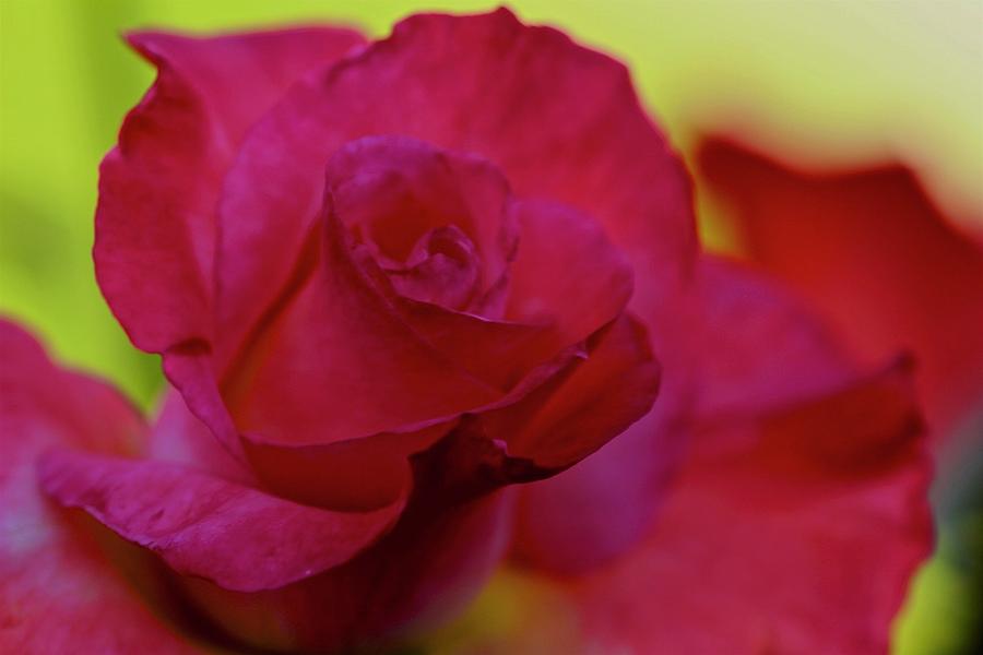 Rose Photograph - JAR by Bill Jordan
