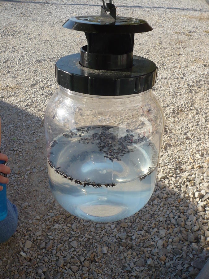 Jar Of Flies Photograph - Jar Of Flies by Stephen Davis Jar Of Flies Photograph - Jar Of Flies by Stephen Davis