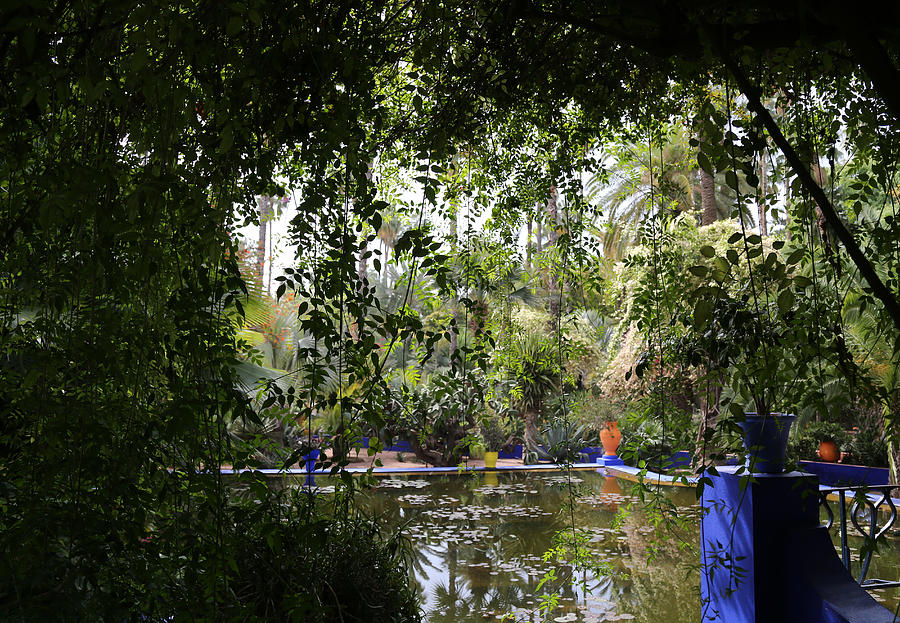 Jardin Majorelle 2 Photograph by Andrew Fare