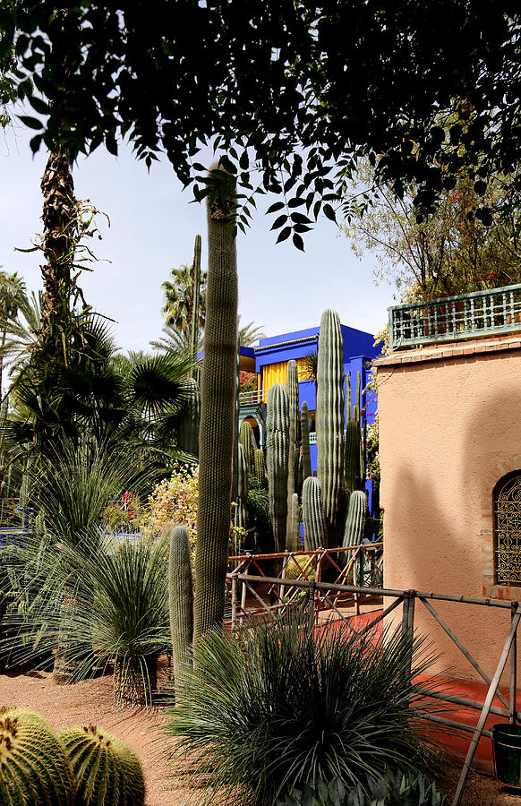 Jardin Majorelle 4 Photograph by Andrew Fare