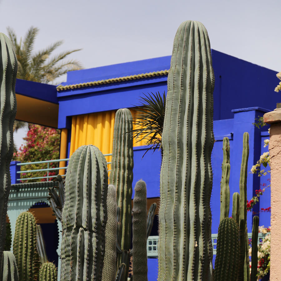 Jardin Majorelle 5 Photograph by Andrew Fare