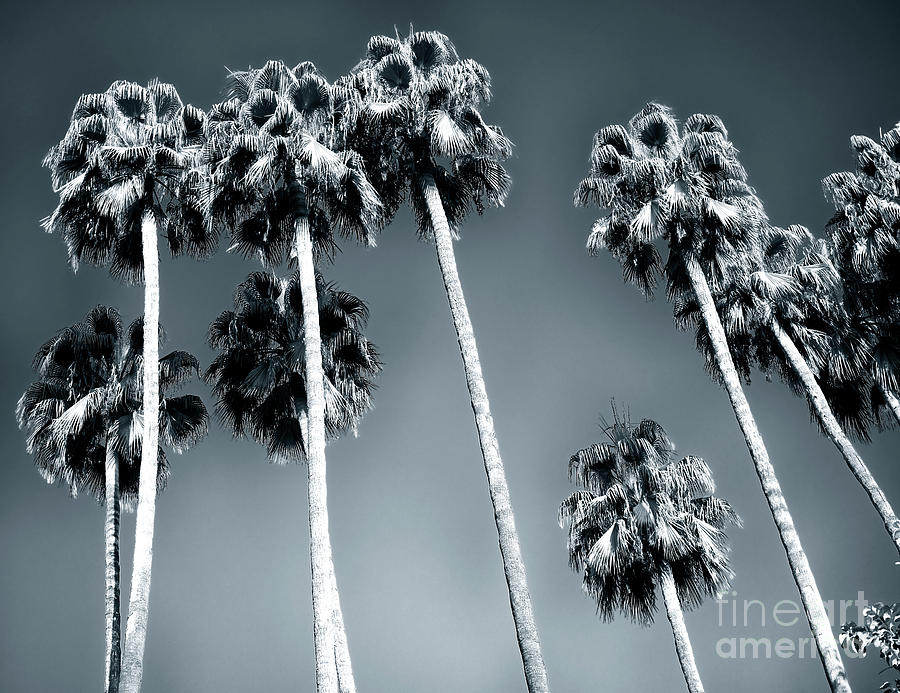Jardines de Murillo Palm Trees Seville Photograph by John Rizzuto