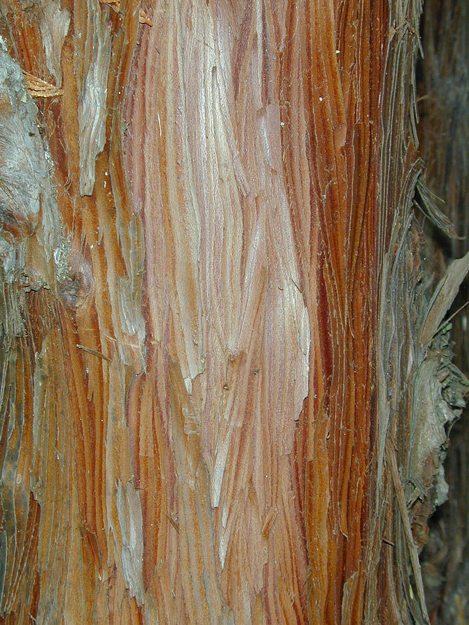 Tree Photograph - Jarrah Tree Bark by Douglas Barnett