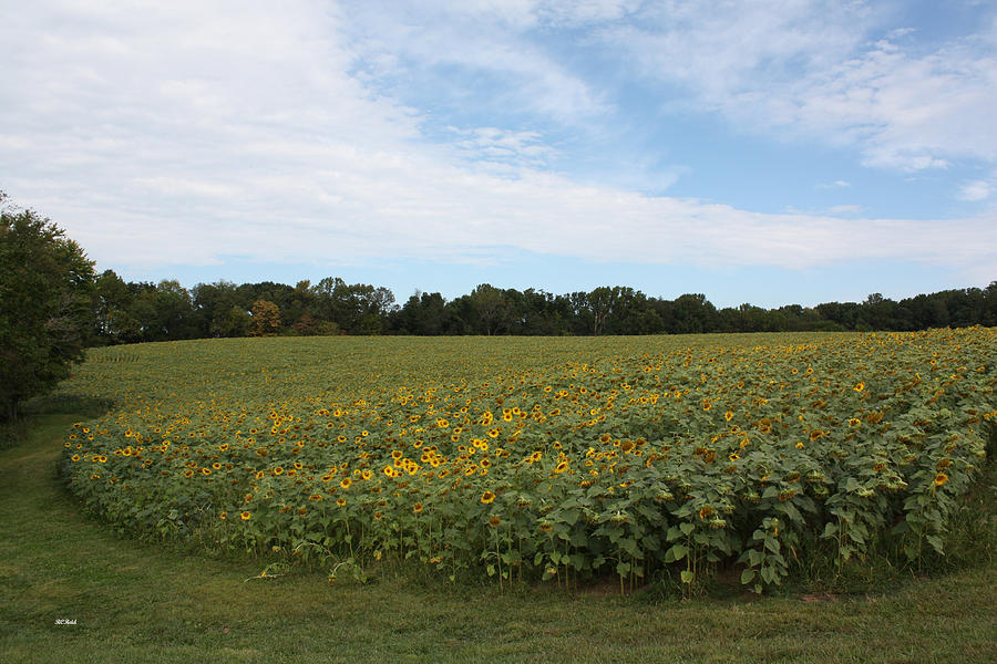 Jarrettsville Sunflowers - full field Photograph by Ronald Reid