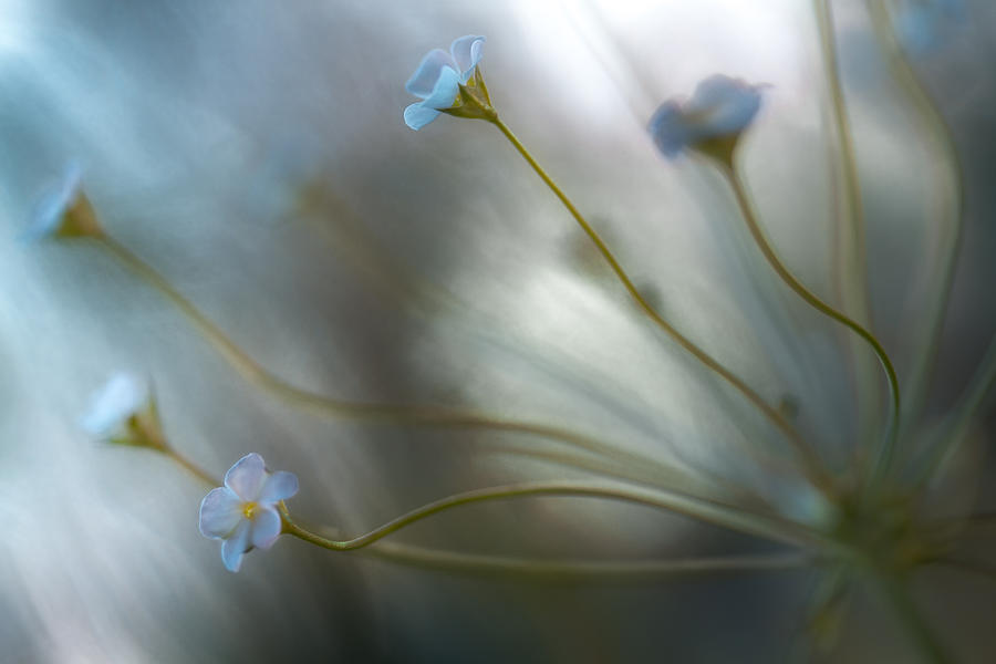 Flower Photograph - Jasmine by Mandy Disher