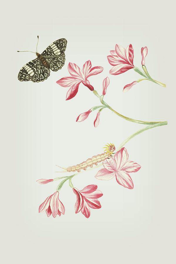 Jasmine Shrub With Red Flowers Caterpillar And Butterfly by Cornelis Markee 1763 Mixed Media by Movie Poster Prints