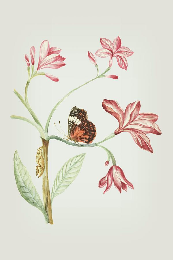 Jasmine Tree Branch With Caterpillar And Sitting Butterfly by Cornelis Markee 1763 Mixed Media by Movie Poster Prints
