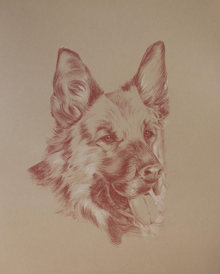 Dog Drawing - Jasmine by Wendy Booth Dog Drawing - Jasmine by Wendy Booth