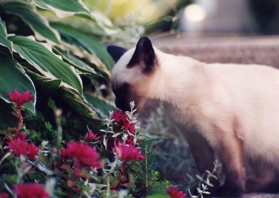 Siamese Kitten Photograph - Jasmine with Flowers by Sarah Malley