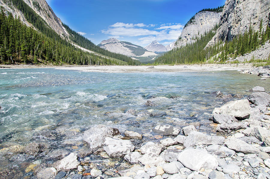 Jasper Photograph by Arohika Verma - Fine Art America