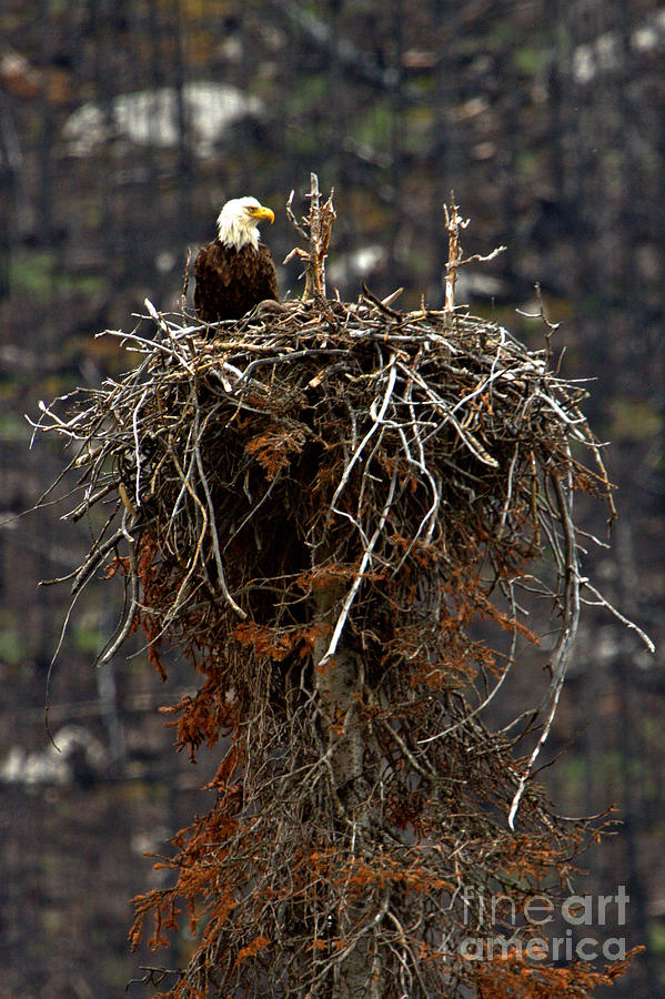 Jasper Bald Eagle Nest Photograph by Adam Jewell