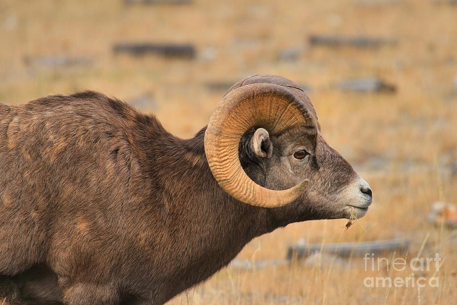 Jasper Bighorn Ram Photograph by Adam Jewell