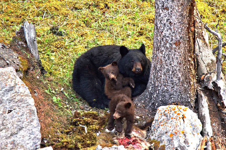 Black Bear Photograph - Jasper Black Bear Dinner by Adam Jewell