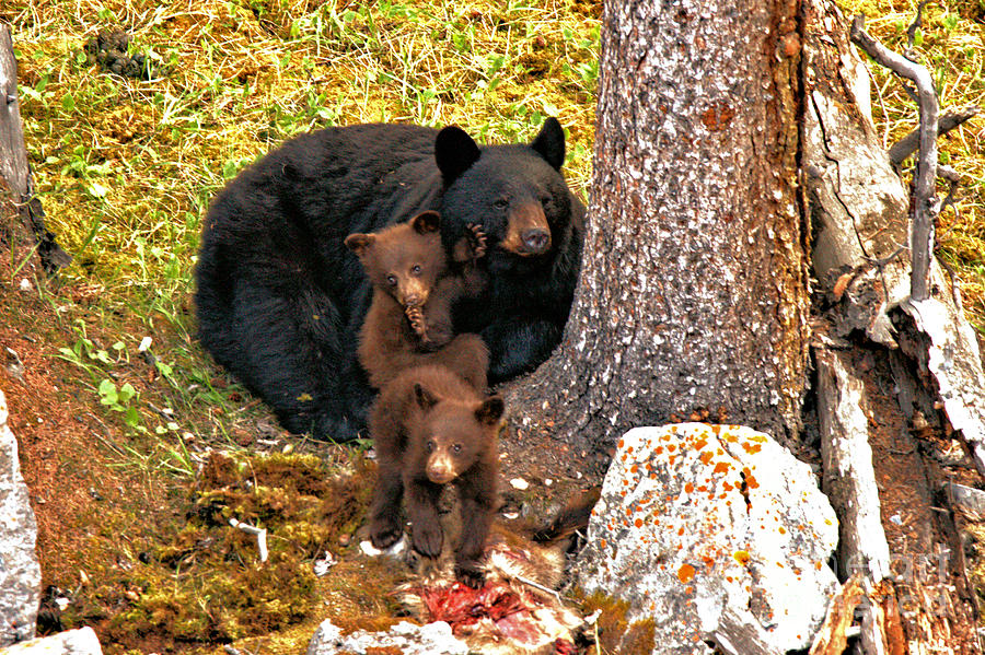 Jasper Black Bear Family Feast Photograph by Adam Jewell
