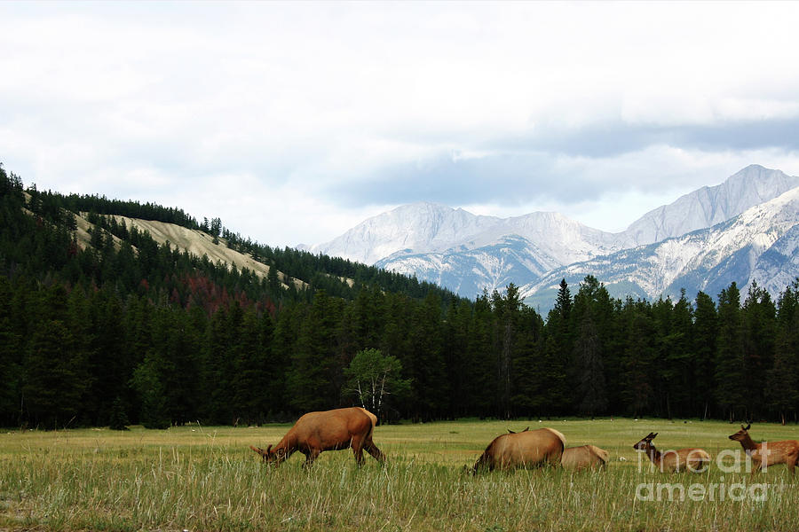 Jasper National Park Photograph - Jasper Elk by Alyce Taylor