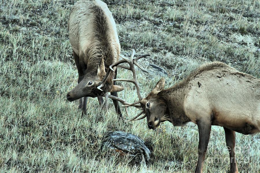 Jasper Elk Battle Photograph by Adam Jewell
