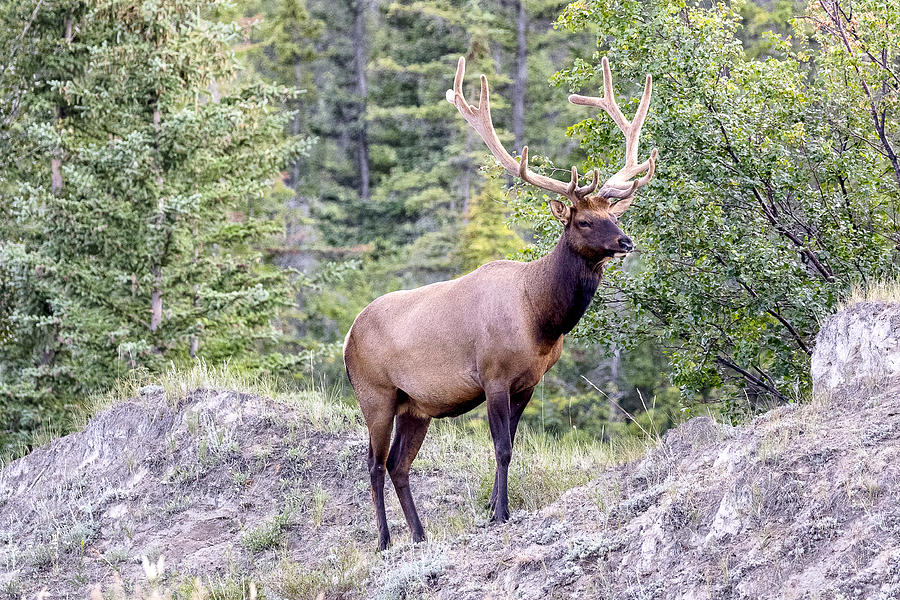 Jasper Elk Photograph by Richard Sandford - Pixels