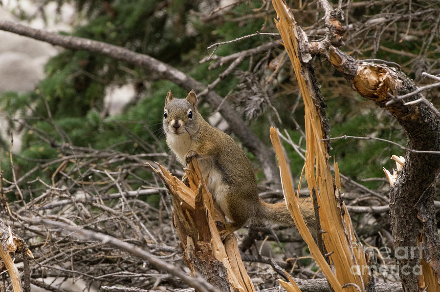Jasper Squirrel Photograph by Louise Magno