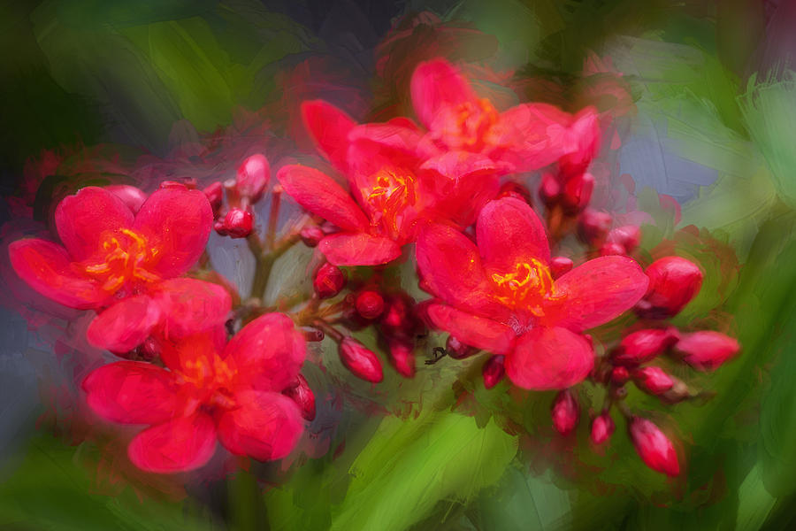 Jatropha Blossoms Painted Photograph by Rich Franco