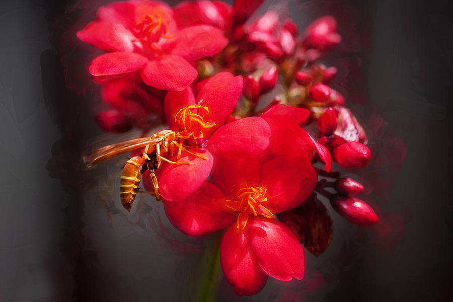 Jatropha Blossoms Wasp Painted   Photograph by Rich Franco