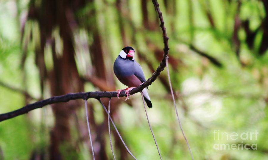 Java Rice Bird Photograph by Craig Wood