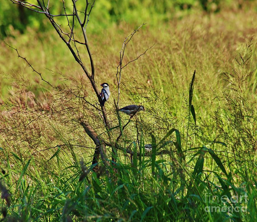 Finch Photograph - Java Rice Bird two by Craig Wood